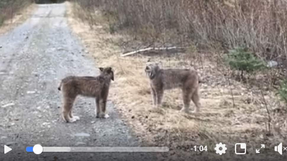 Videos of two lynxes shrieking go viral, garner over 14 mn views - Watch