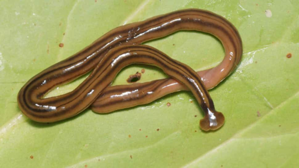 Giant predatory worms invade France, shock biologists