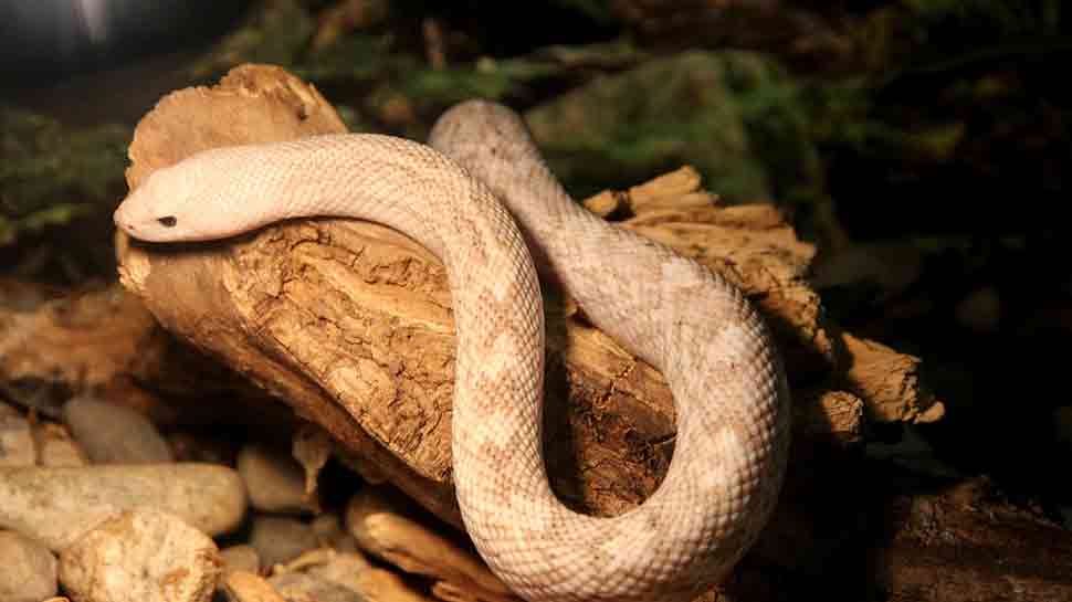 This video of a Snake wrapping itself around door handles of a shop will give you jitters—Watch 