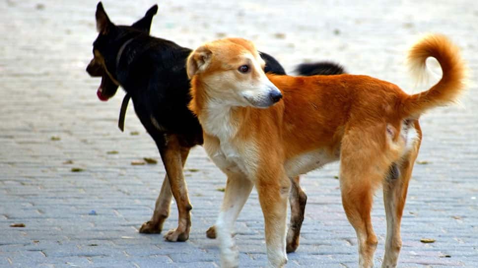 Sitapur stray dog attacks: Why is the govt being blamed, asks UP minister; sparks row