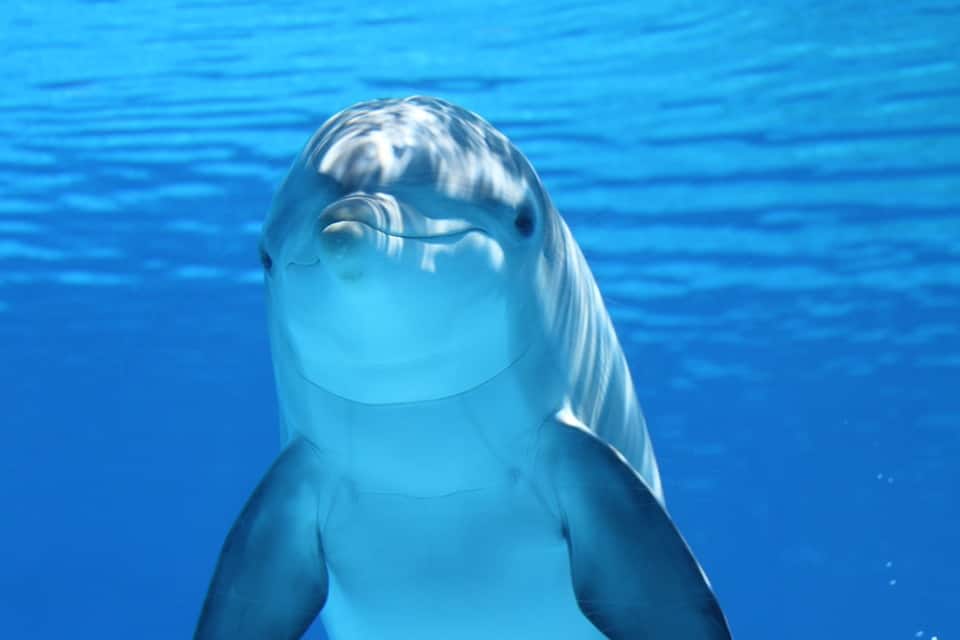 Dolphins too give names to identify friends and rivals, new study suggests