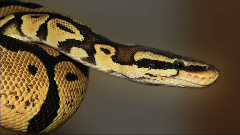 Indonesian woman swallowed by giant python