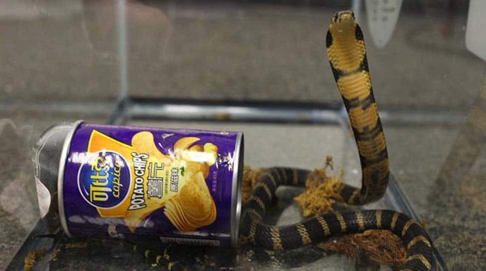 Panic as snake found in VIP lounge at Puducherry airport