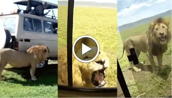 Tourist touches lion during a safari, angers the king of the jungle ...
