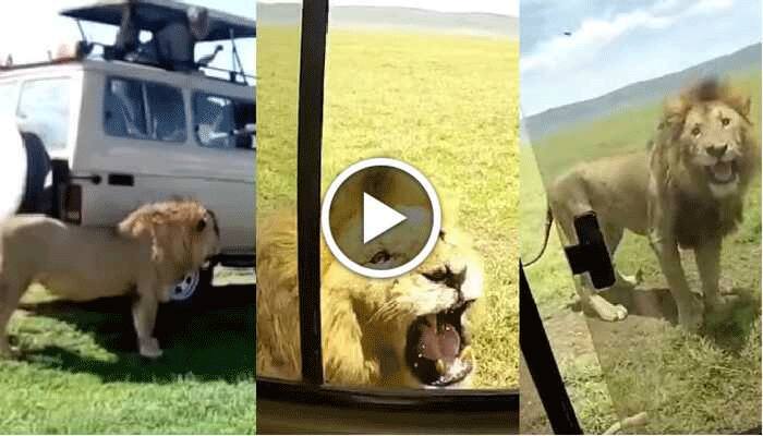 Tourist touches lion during a safari, angers the king of the jungle - Watch