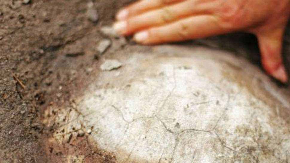 150 million years old turtle fossil discovered in China