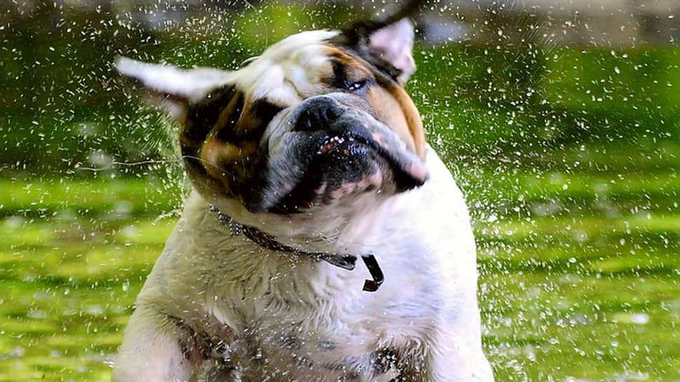 English bulldog Zsa Zsa wins World&#039;s Ugliest Dog title