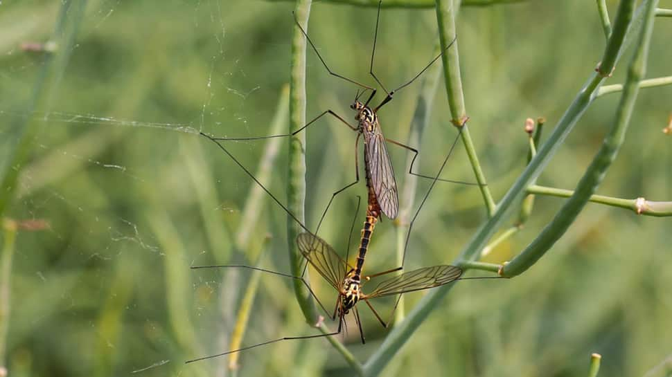 NASA invites citizens to help them track mosquitoes