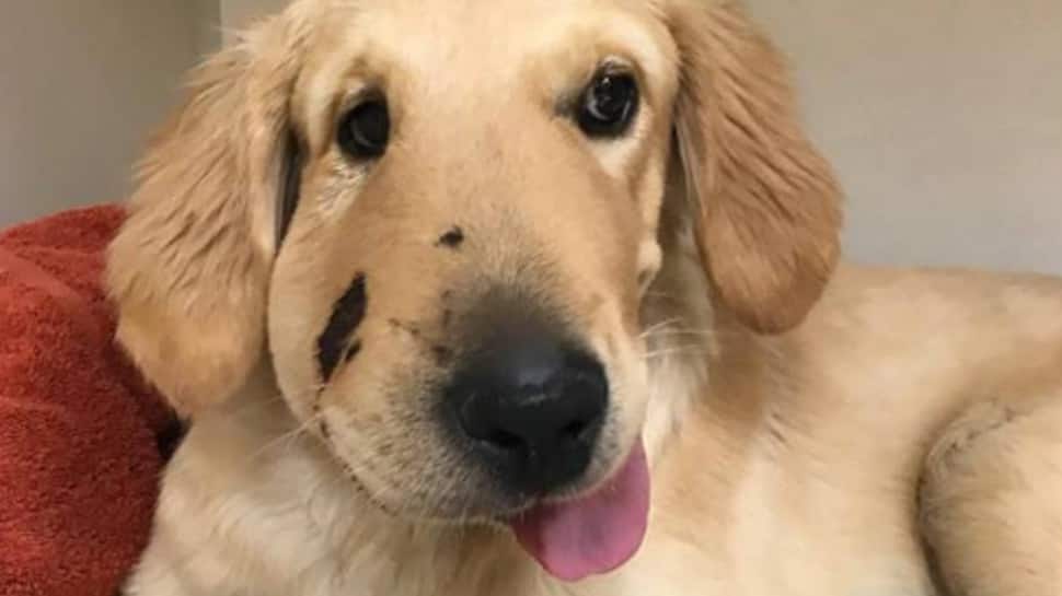 Heroic puppy saves owner from being bitten by a rattlesnake, story goes viral—See pics