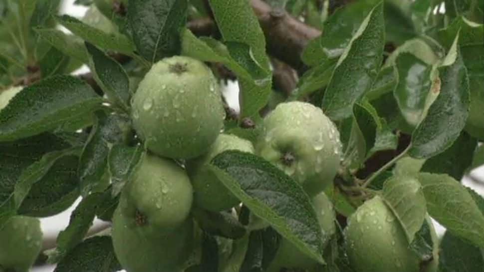 How anti-hail nets are helping Himachal&#039;s apple cultivators save thousands