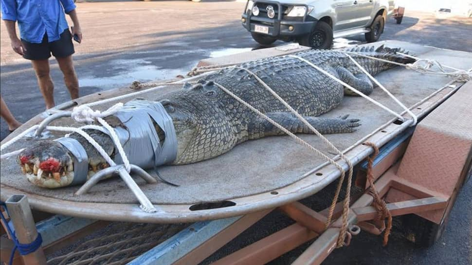 Australian rangers capture giant 600-kg crocodile after 8-year-long hunt