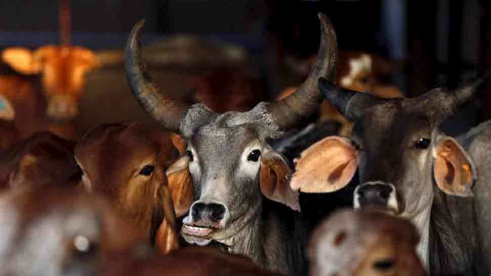 UP SHO files complaint against himself for failure to prevent cow slaughter