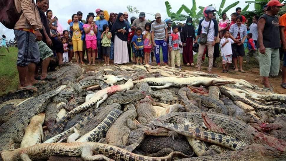 Indonesian mob slaughters 292 crocodiles in revenge killing
