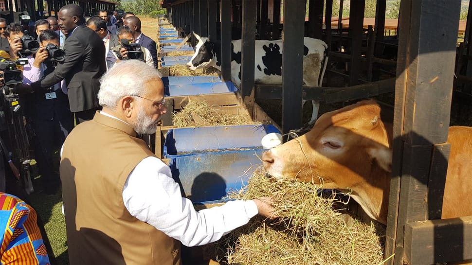 PM Modi gifts 200 cows to Rwanda village, says Indians would be happy to know importance being given to cows