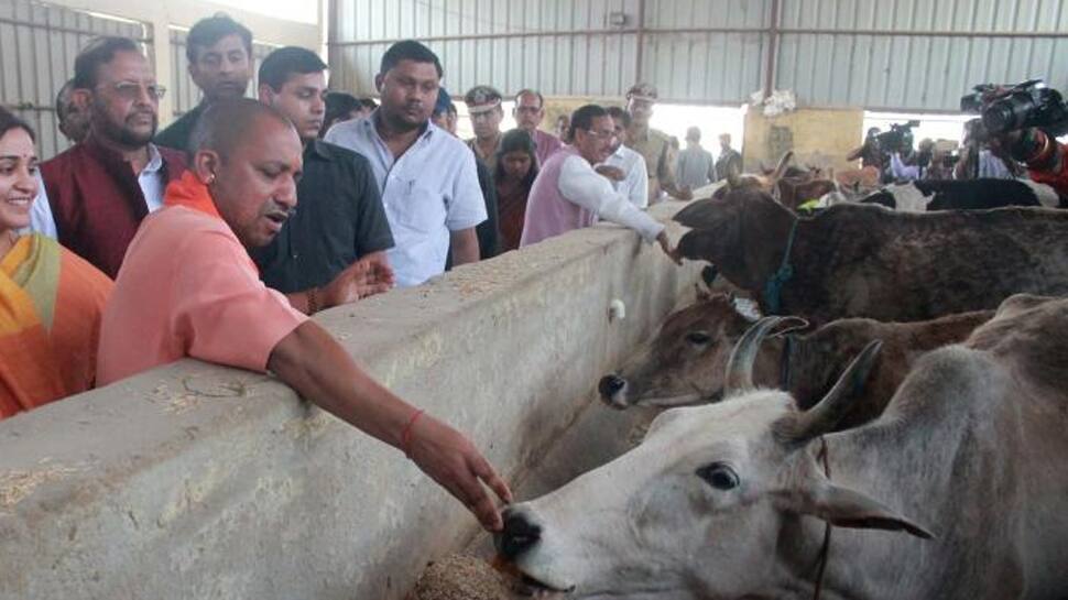 Humans are important but so are cows, will protect everyone, says UP CM Yogi Adityanath