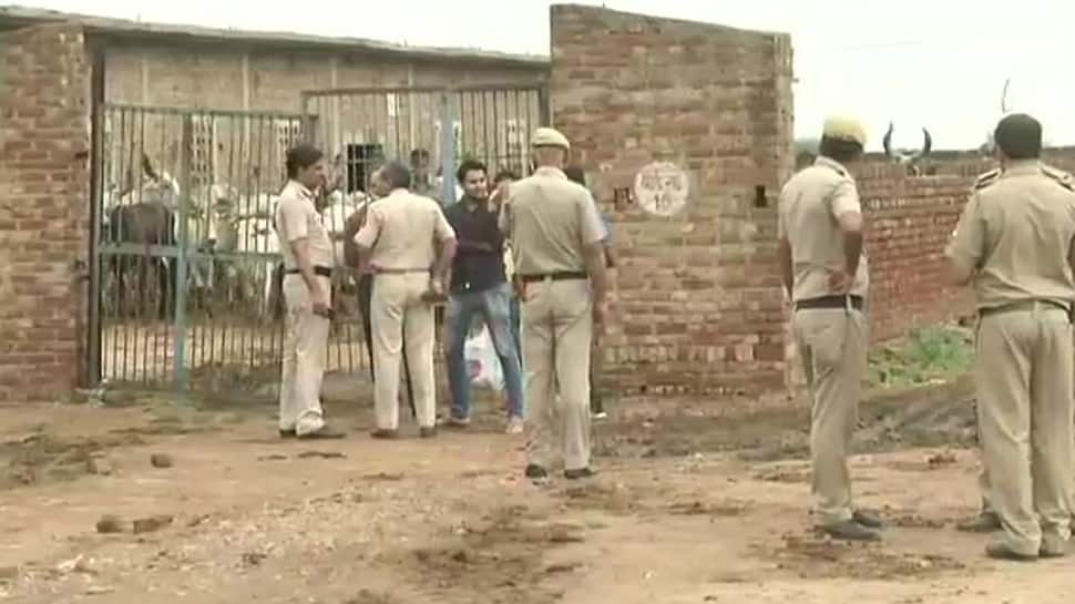 Delhi: 36 cows found dead at cowshed