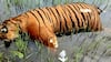 Carcass of a tiger in Mysuru