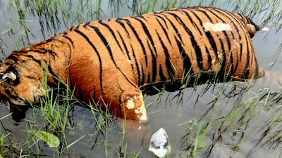 Carcass of a tiger in Mysuru