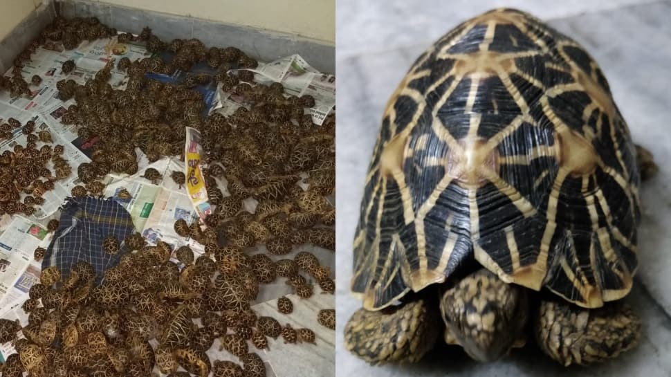 1125 endangered tortoises seized from Vizag station, were to be smuggled to Bangladesh; three accused held