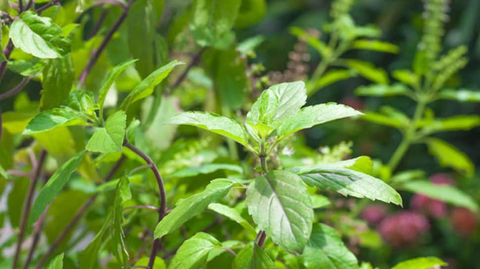 Tulsi plant placed at intersection near Eidgah; tension in UP village