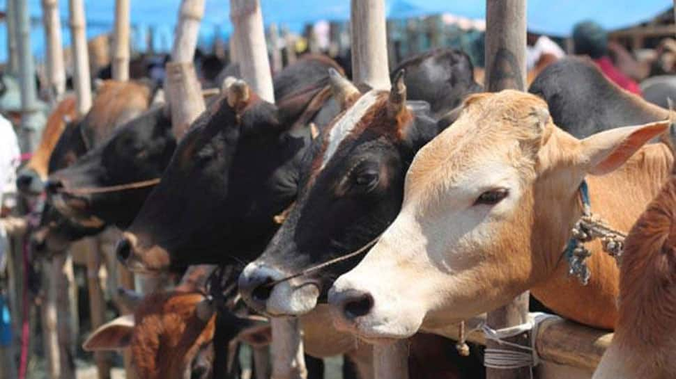 Telangana BJP MLA resigns over no party support for &#039;gau raksha&#039;