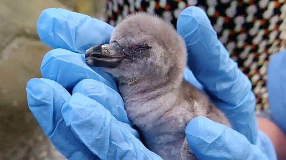 Freedom baby: India welcomes first captive-born Humboldt penguin on Independence Day