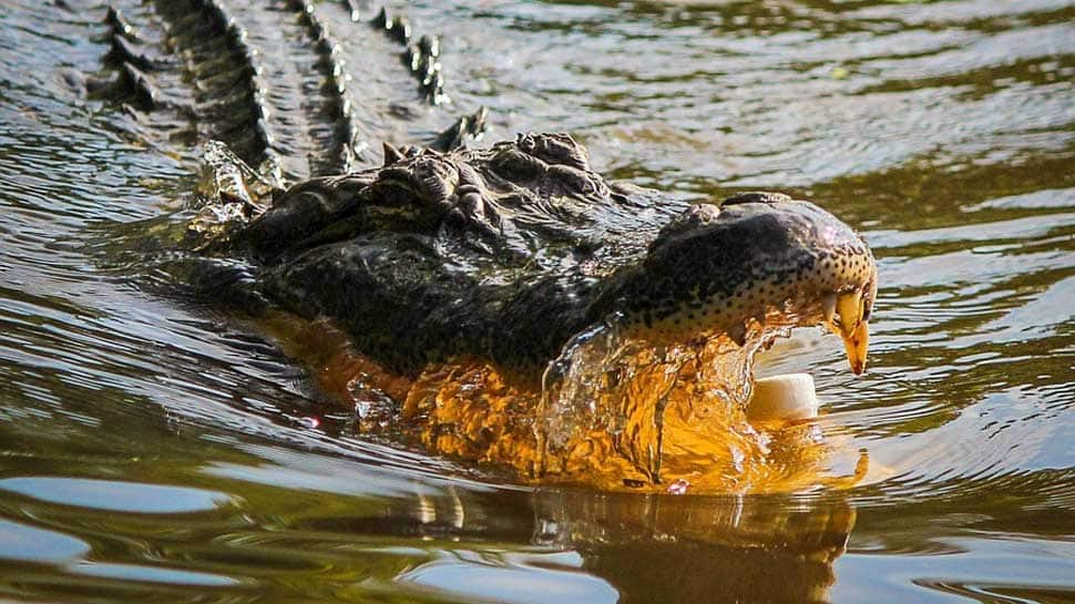 US woman walking her dog dragged underwater by alligator, killed