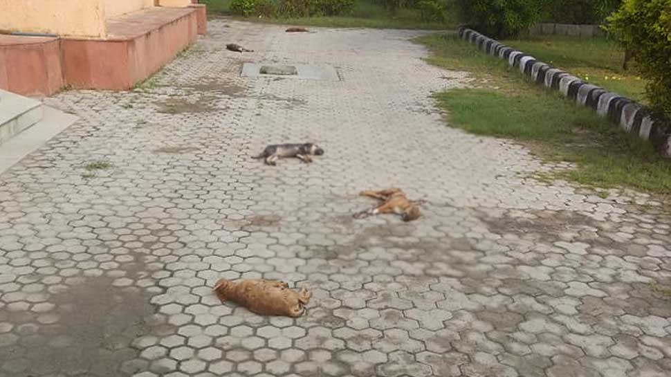 Seven puppies found dead under mysterious circumstances in Delhi, police probe foul play