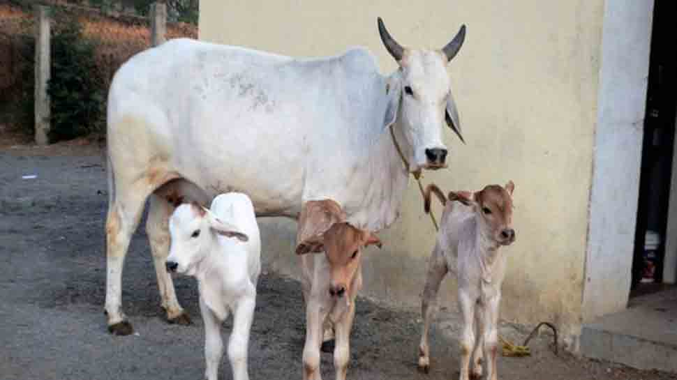 Delhi: Ruckus over rumours of cow slaughter, security tightened