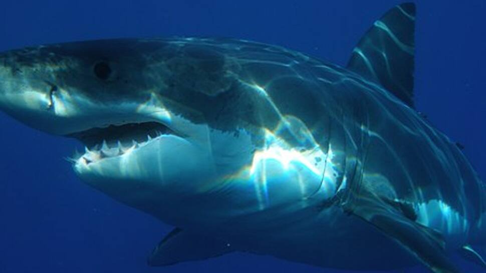 Great White Shark slams cage, leaves tourists shocked