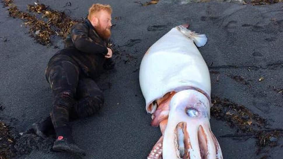 Giant monster squid at a New Zealand beach surprises onlookers—See pic