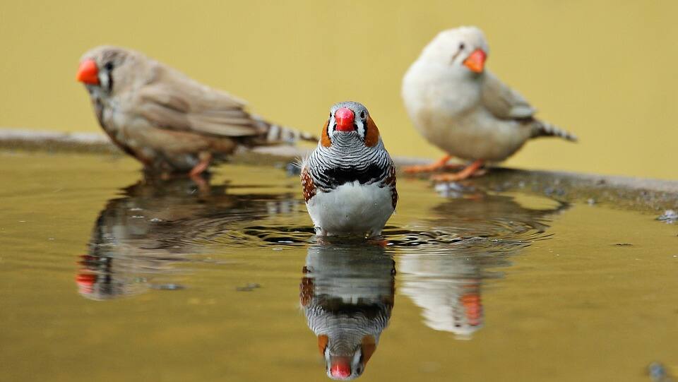 Traffic noise makes birds age faster: Study