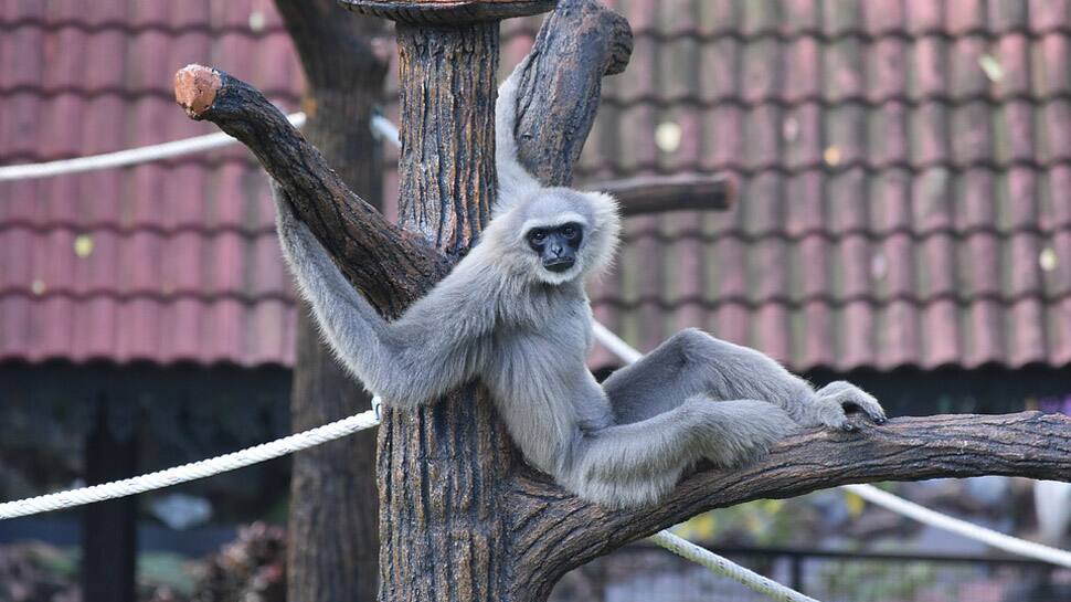 Three unknown ancient primates identified: Scientists 