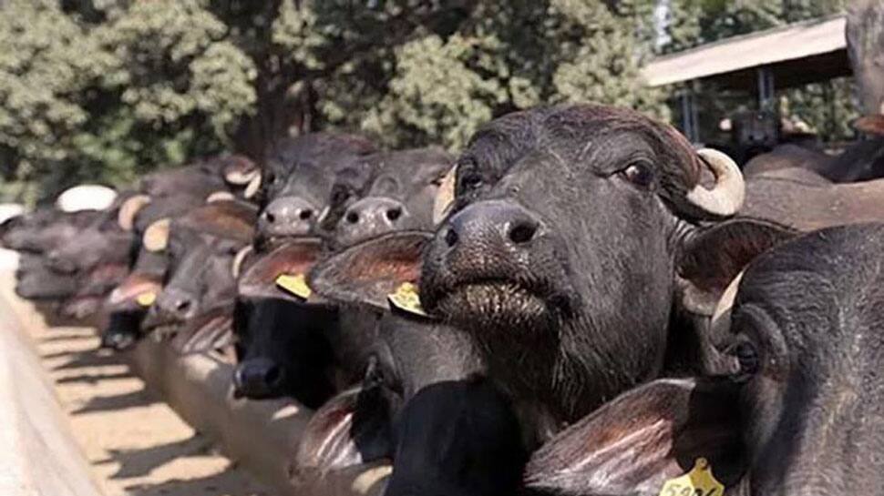 Uttar Pradesh: 20-year-old lynched in Bareilly on suspicion of being buffalo thief; four arrested