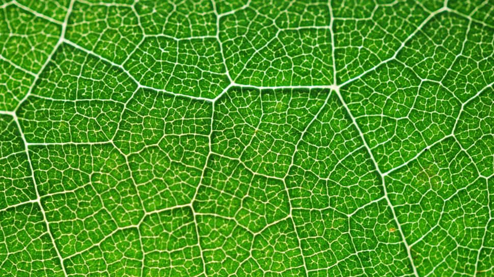 Semi-artificial photosynthesis creates fuel from water: Scientists