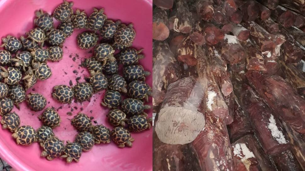 DRI seizes 532 star tortoises, 9040 kg of red sandalwood from Mumbai