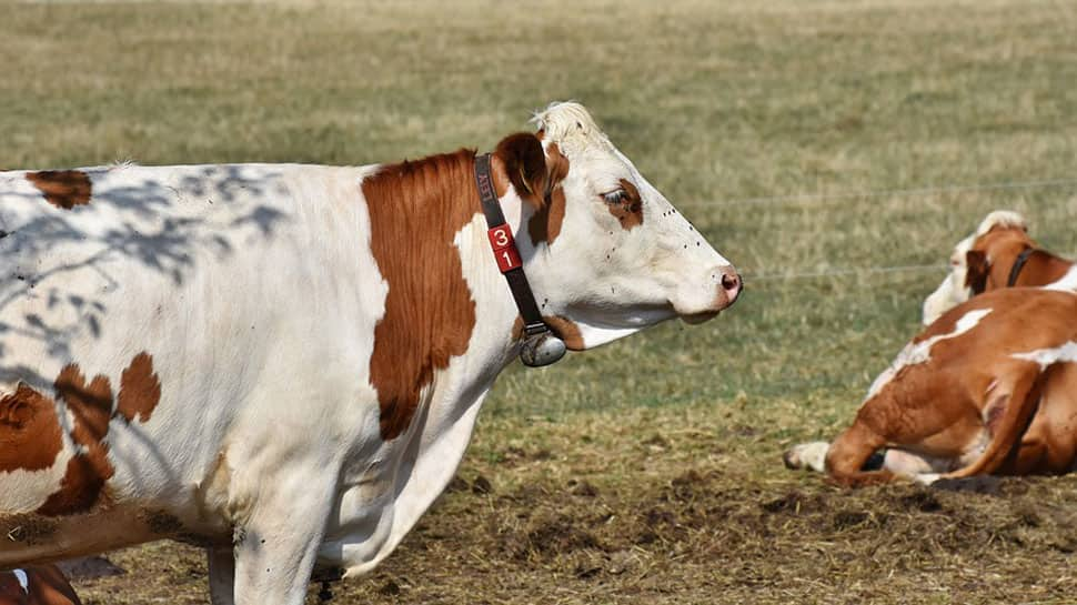 7 arrested for cow slaughter in Noida village