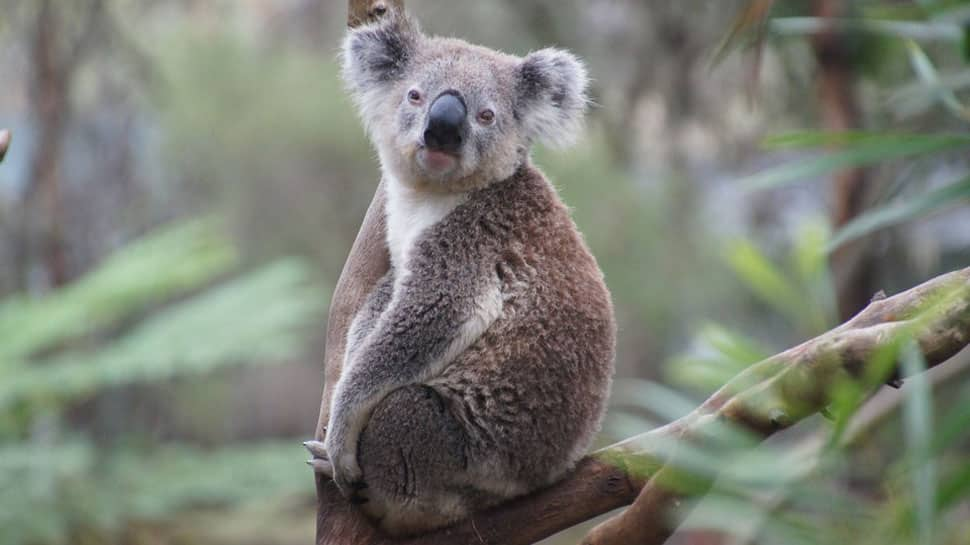 Koala population in Australia faces extinction by 2050