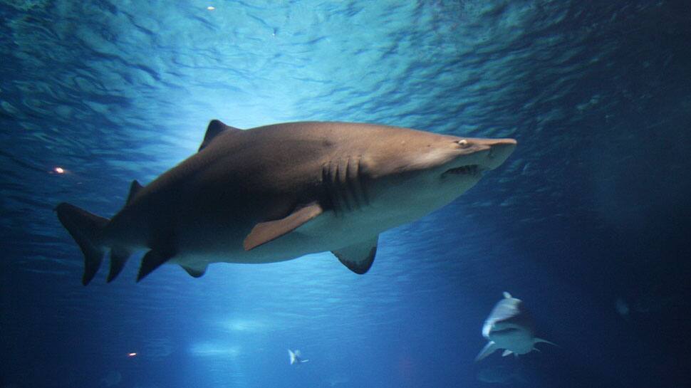First known omnivorous shark species identified: Scientists