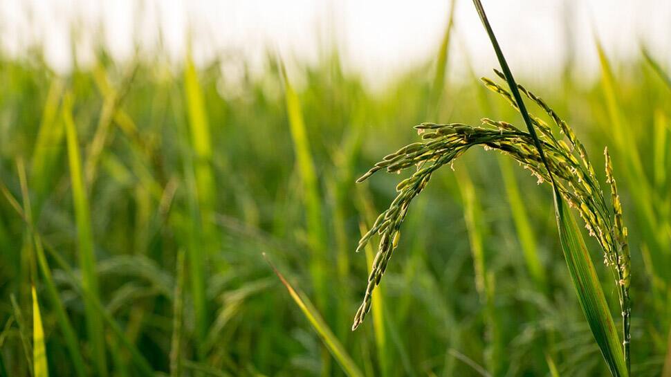 Rice farming twice as bad for climate as thought: Study