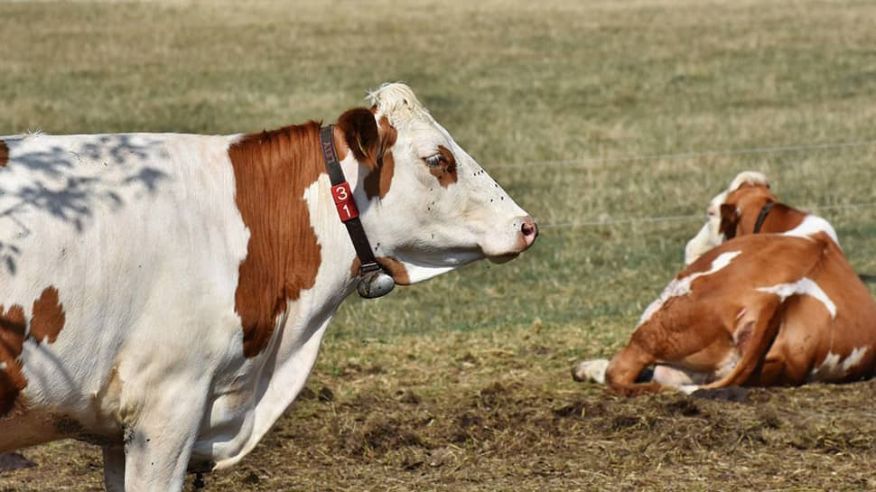 2 arrested for smuggling 45 cows in Rajasthan