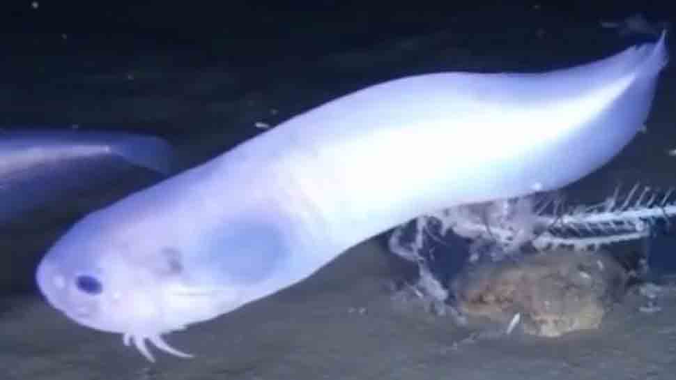 Three new species of fish discovered 4 miles below Pacific viral News
