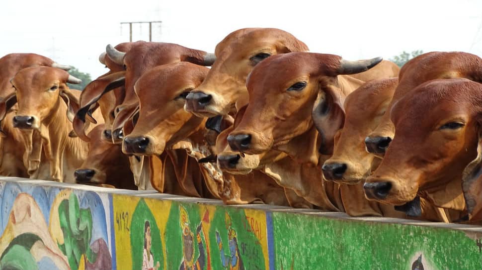 Poll-bound Madhya Pradesh to have cow ministry, says CM Shivraj
