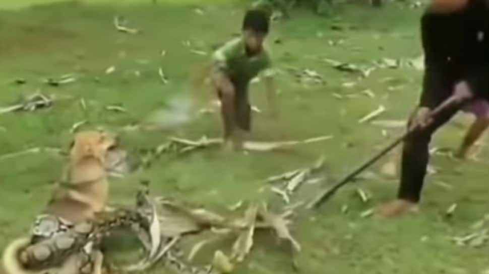 Watch: Snake tries to kill dog, 3 boys rescue miraculously