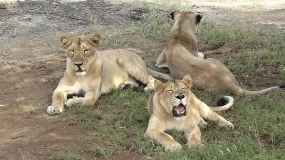 Gujarat starts vaccination of Gir lions against deadly virus