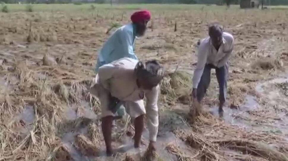 Ambala farmers protests after rain ruin paddy crops, demands compensation