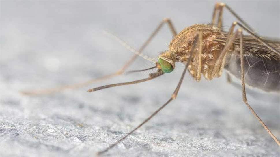 18 fresh cases of Zika in Rajasthan, total reaches 50 18 fresh cases of Zika in Rajasthan, total reaches 50