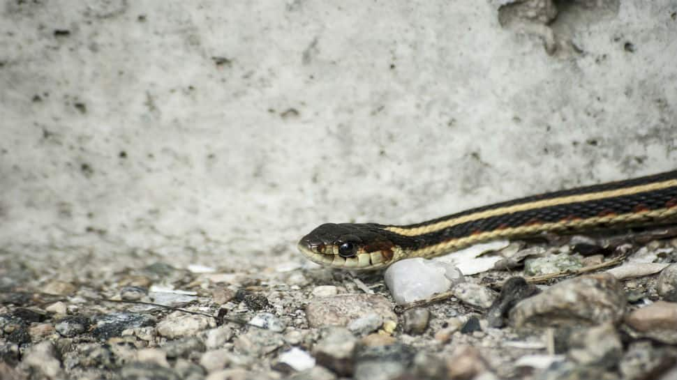 Snake causes panic at Islamabad airport, official explanation confounds many