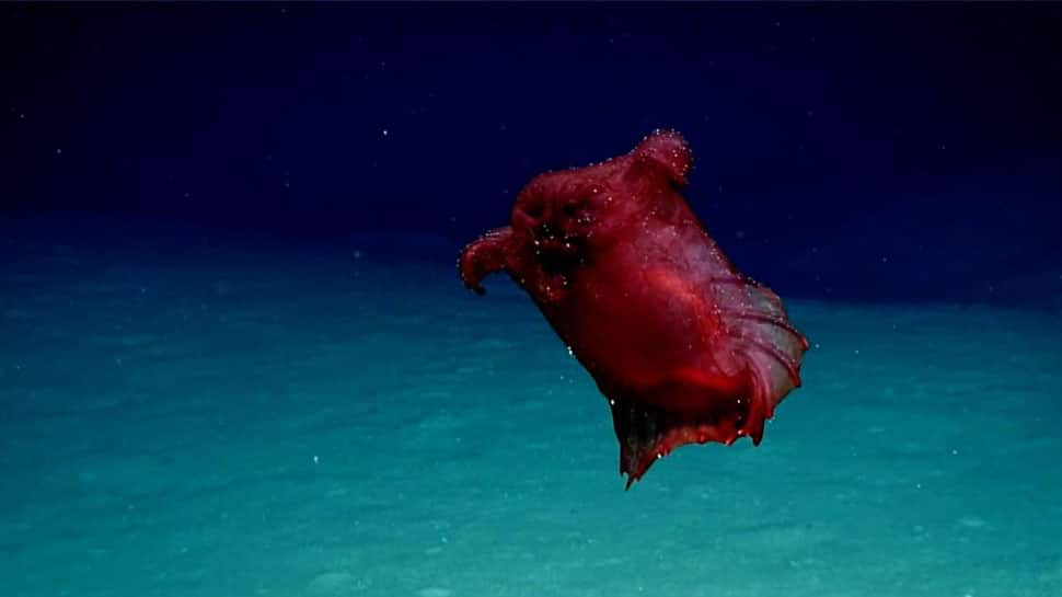 Rare &#039;headless chicken monster&#039; living underwater captured on film