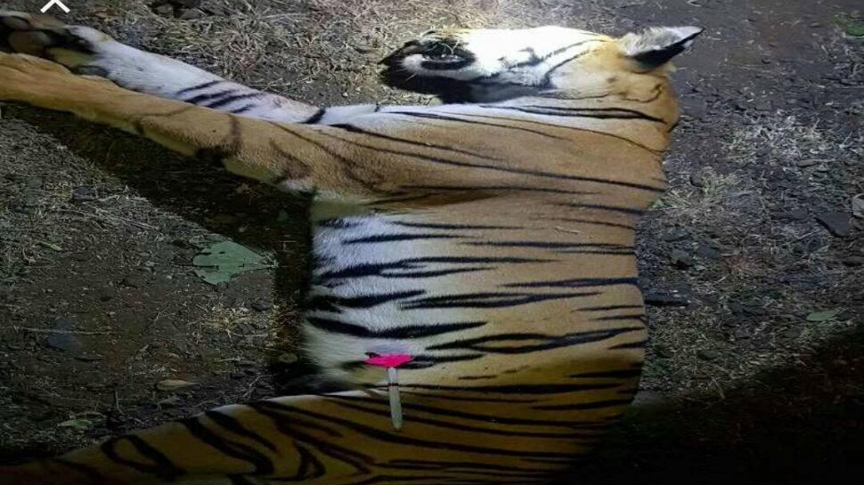 Tigress Avni, suspected to have killed 14, shot dead